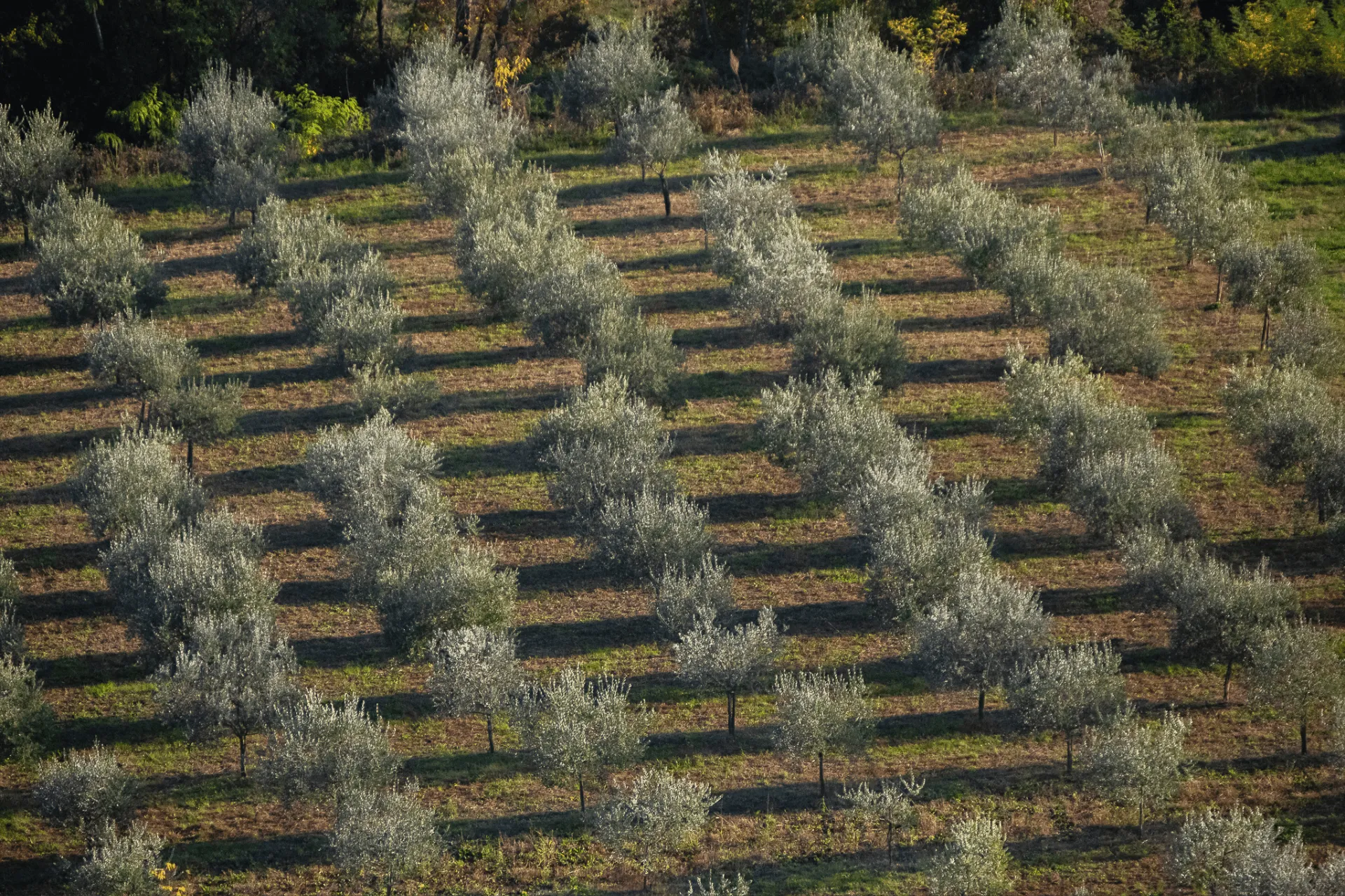 green olive trees in istria