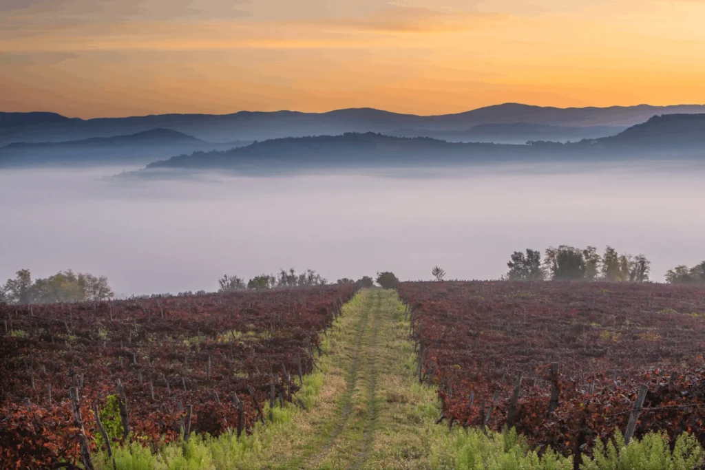 vineyard in Istria, with red vines and green grass in front, and foggy valley with hills in the background
